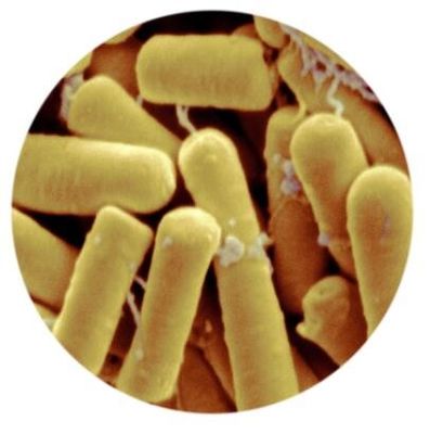 Bacille magnésium wp de Thuringiensis 50000IU